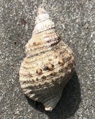 Austrotriton subdistortus