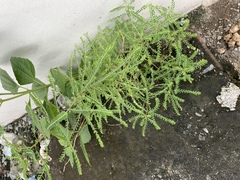 Angiospermae