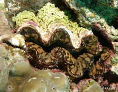 Tridacninae