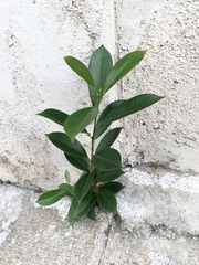 Ficus