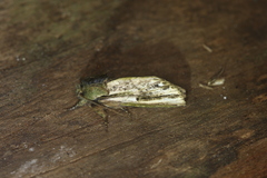 Dicentria moribunda