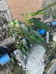 Ficus