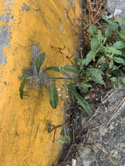 Cyanthillium cinereum