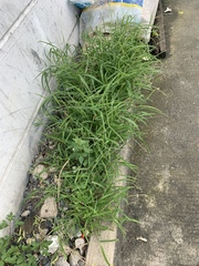 Poaceae