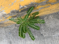 Magnoliopsida