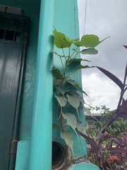 Ficus