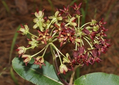 Asclepias hypoleuca
