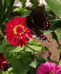 Heraclides rogeri pharnaces