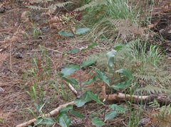Asclepias hypoleuca