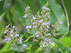 Vitex cofassus