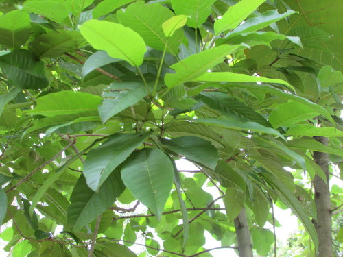 Vitex cofassus observed 2020-10-22