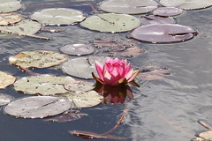 Nymphaea × marliacea