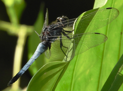 Orthetrum triangulare