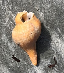 Propefusus australis