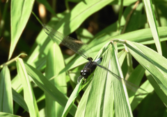 Orthetrum triangulare