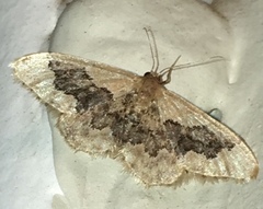 Idaea occidentaria