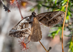 Dichromodes stilbiata