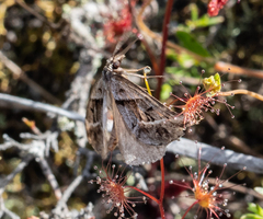 Dichromodes stilbiata