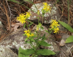 Oreochrysum parryi