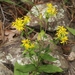 Oreochrysum parryi - Photo (c) James Bailey, algunos derechos reservados (CC BY-NC), uploaded by James Bailey