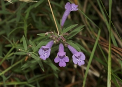 Hedeoma hyssopifolia