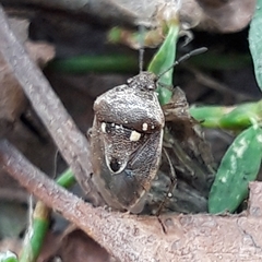 Stagonomus bipunctatus bipunctatus