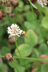 Andrena flavipes