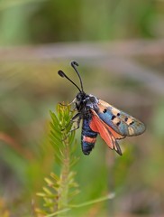 Zygaena rhadamanthus