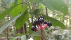 Chassalia curviflora