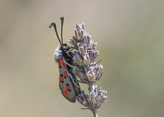 Zygaena rhadamanthus