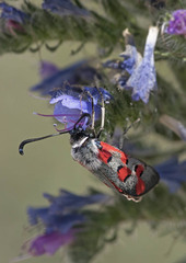 Zygaena rhadamanthus