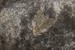 Farigia foliata