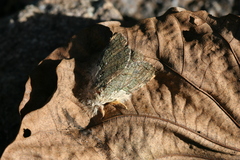 Farigia foliata