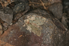 Farigia foliata