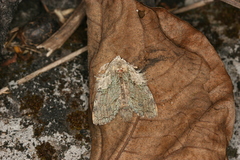Farigia foliata