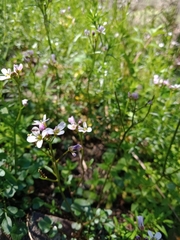 Cardamine lilacina