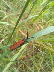 Trichalus semicostatus