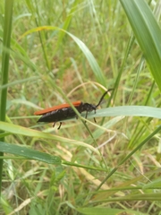 Trichalus semicostatus