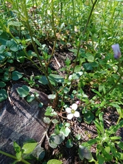 Cardamine lilacina