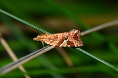 Epitymbia isoscelana