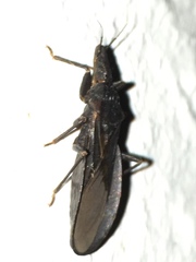 Triatoma protracta