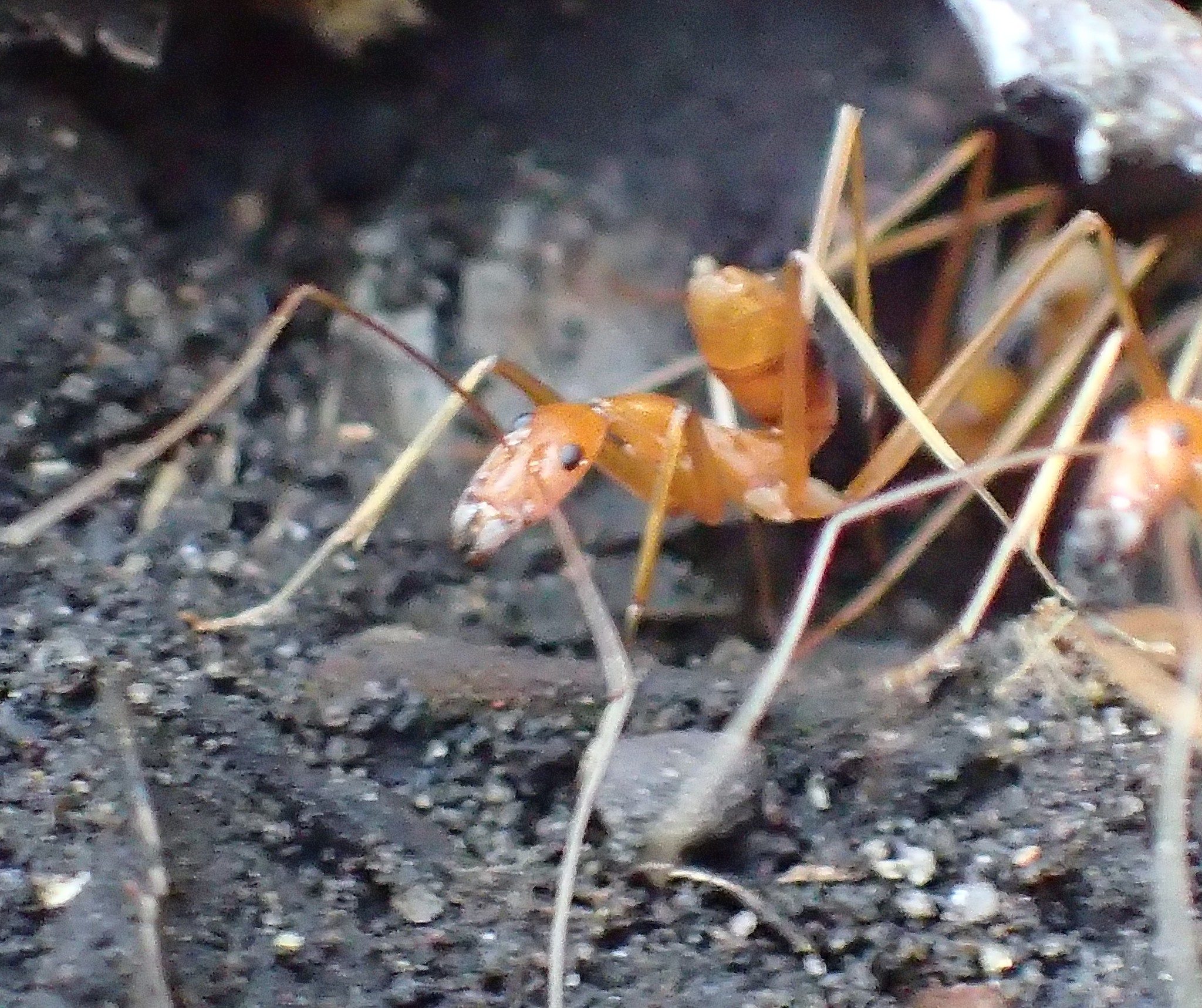 Leptomyrmex