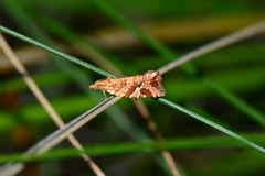 Epitymbia isoscelana