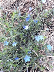 Lithodora