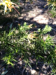 Grevillea juniperina