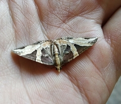 Ecliptopera triangulifera