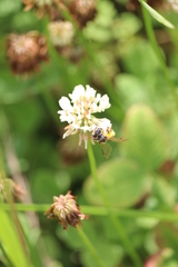 Andrena flavipes