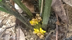 Molineria capitulata