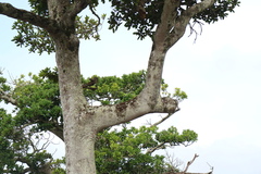 Treron formosae formosae