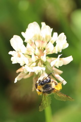 Andrena flavipes